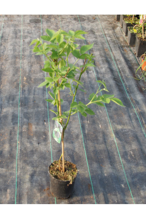 Jeżyna bezkolcowa 'Thornfree' | Rubus fruticosus