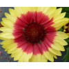 Gailardia 'Sunset Mexican' Gailardia