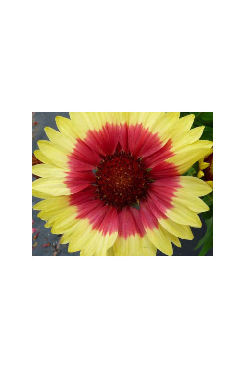 Gailardia 'Sunset Mexican' Gailardia