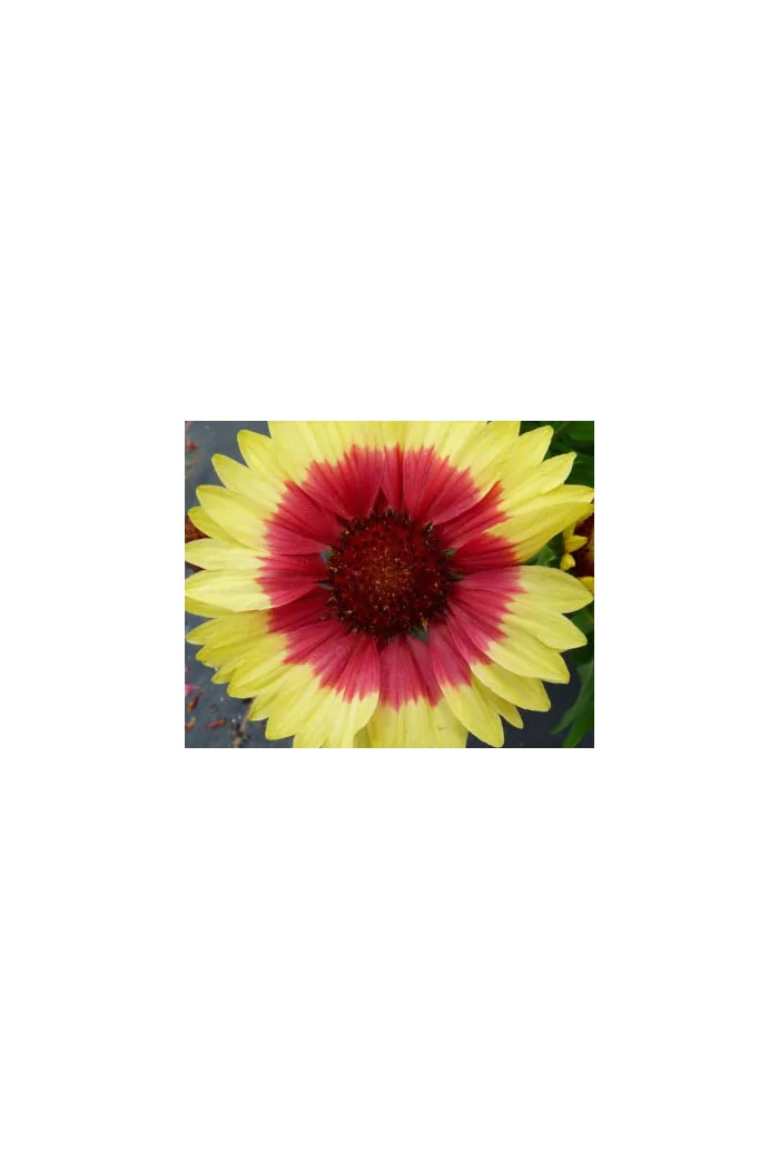 Gailardia 'Sunset Mexican' Gailardia