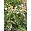 Przywarka japońska 'Burst of Light' | Schizophragma hydrangeoides