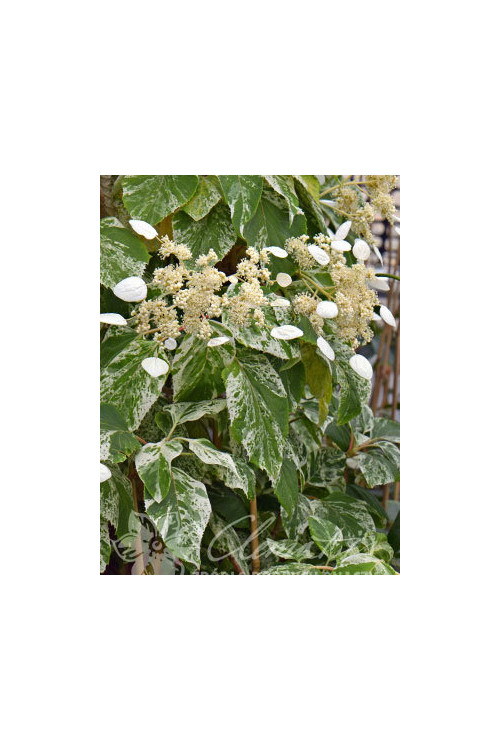 Przywarka japońska 'Burst of Light' | Schizophragma hydrangeoides