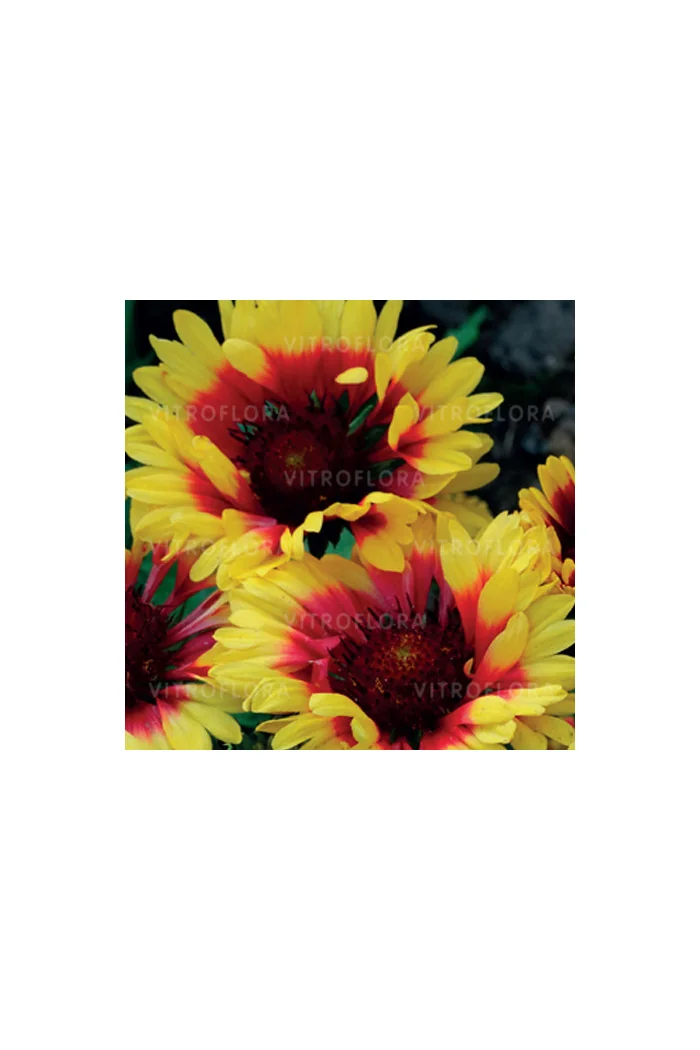 Gailardia 'Sunset Mexican' Gailardia