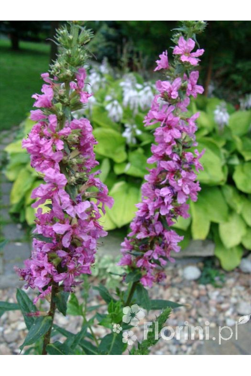 Krwawnica pospolita 'Rote Hybriden' | Lythrum salicaria