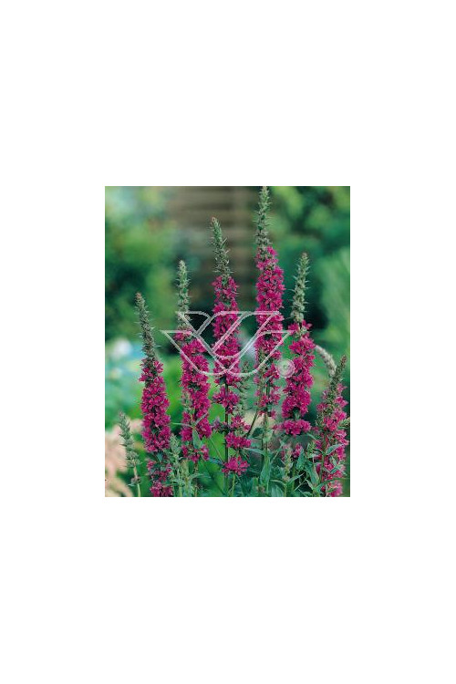 Krwawnica pospolita 'Rote Hybriden' | Lythrum salicaria