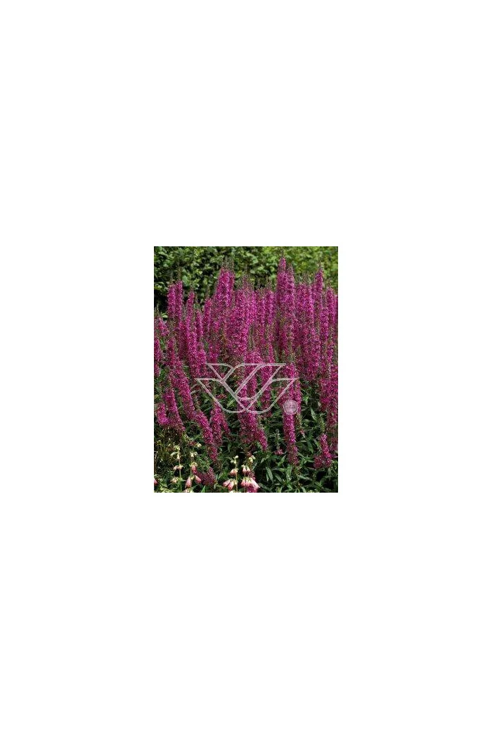 Krwawnica pospolita 'Rote Hybriden' | Lythrum salicaria