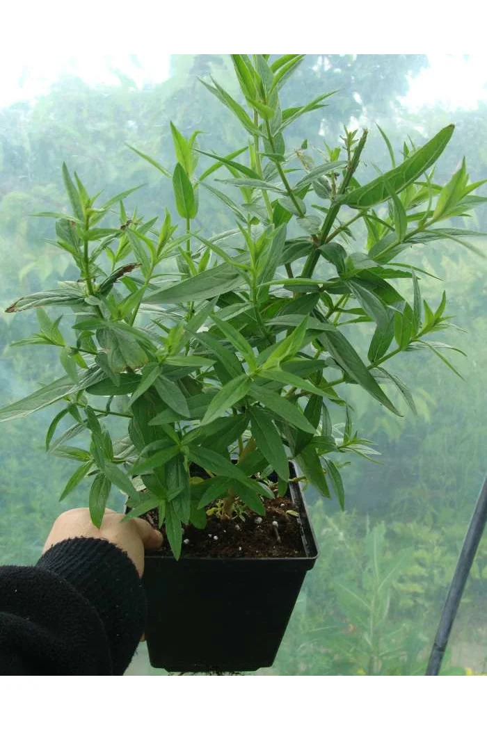 Krwawnica pospolita 'Rote Hybriden' | Lythrum salicaria