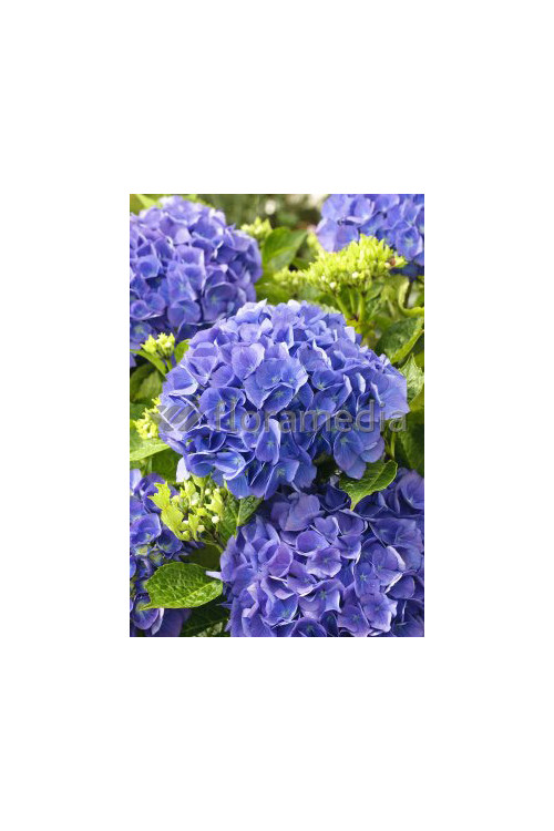 Hortensja ogrodowa 'Yola' Hydrangea macrophylla