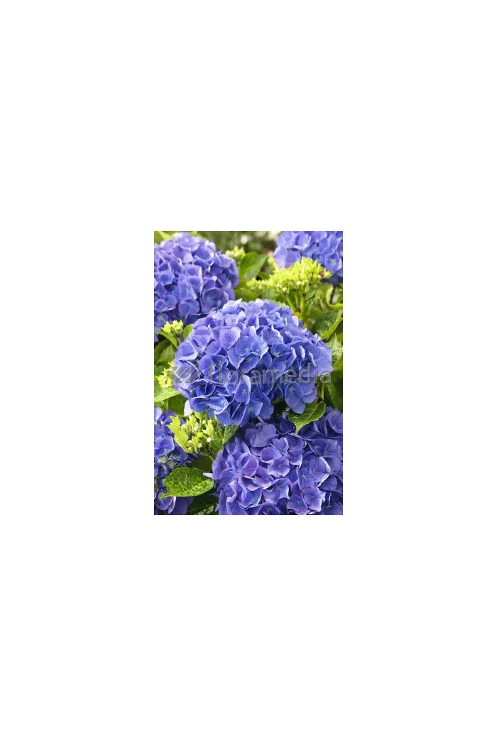 Hortensja ogrodowa 'Yola' Hydrangea macrophylla