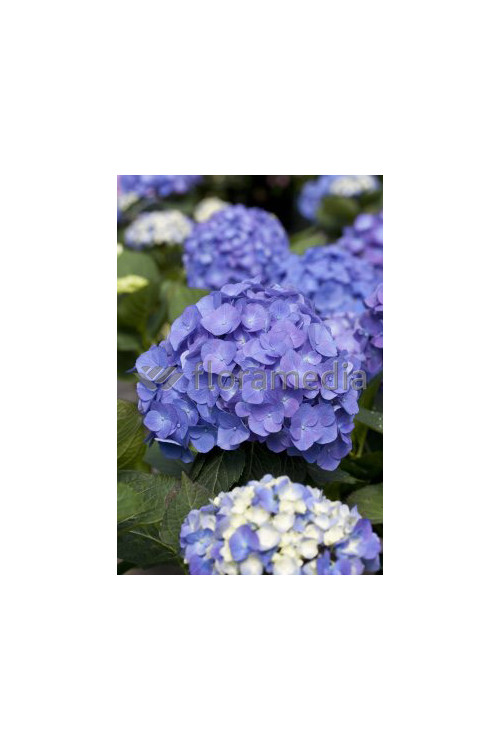 Hortensja ogrodowa 'Yola' Hydrangea macrophylla