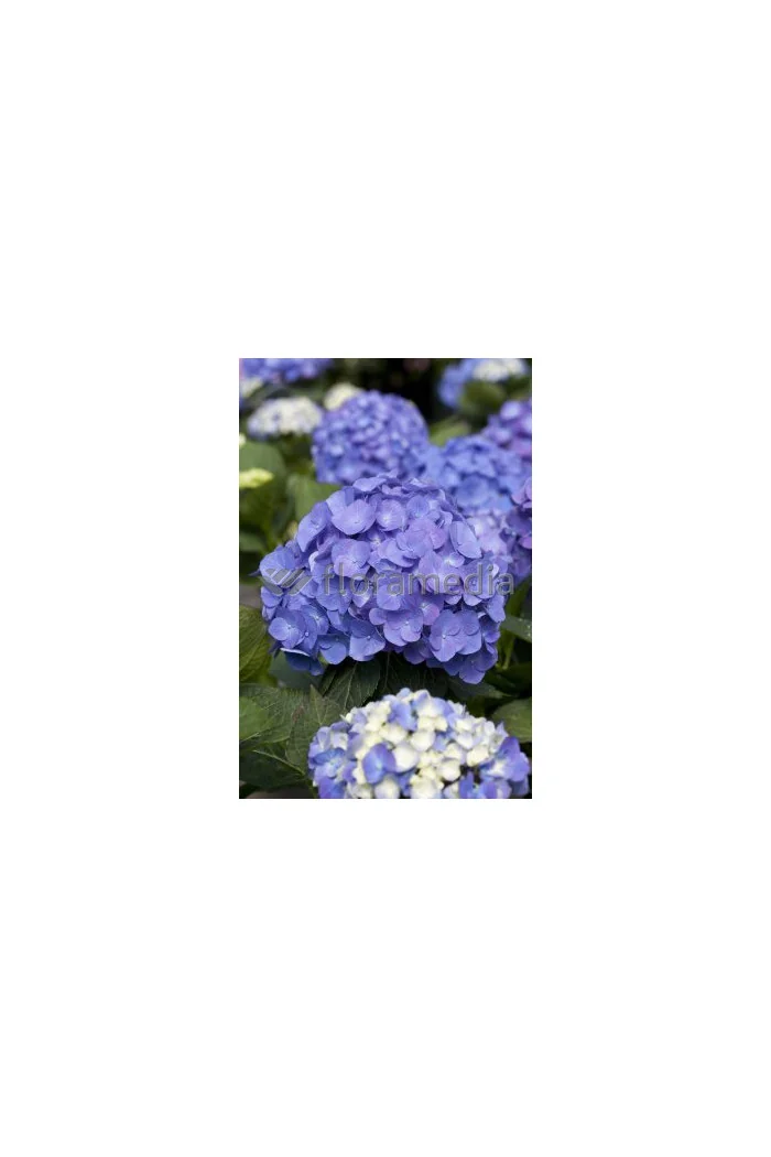 Hortensja ogrodowa 'Yola' Hydrangea macrophylla