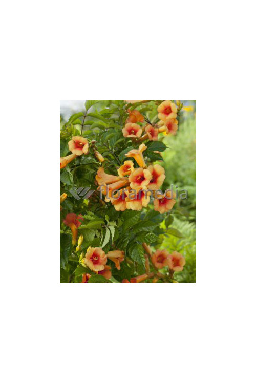 Milin amerykański 'Judy' | Campsis radicans