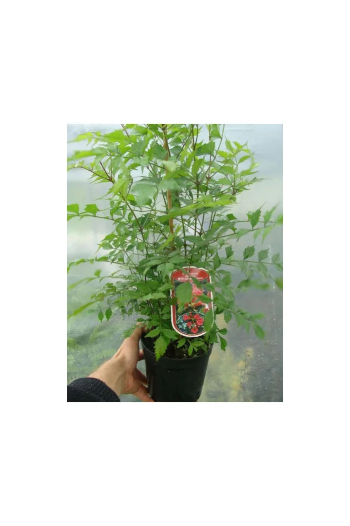 Milin amerykański 'Judy' | Campsis radicans