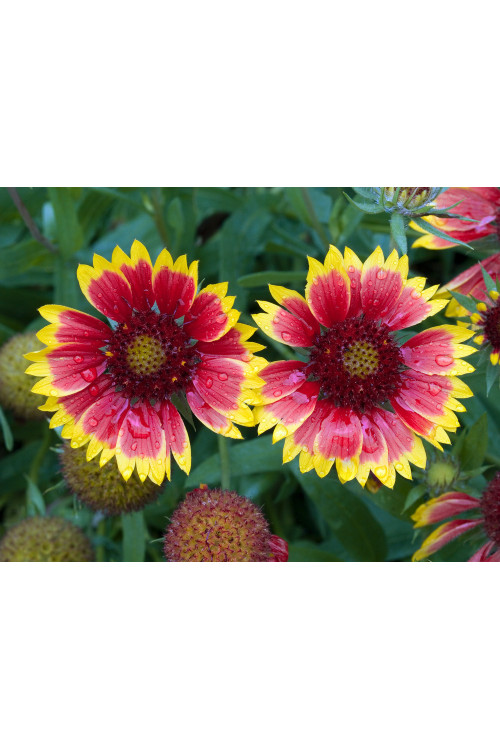 Gailardia 'Kobold' | Gailardia