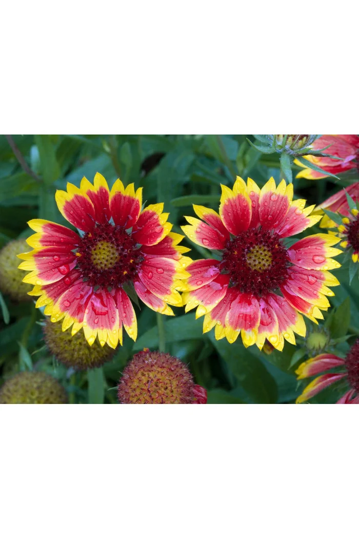 Gailardia 'Kobold' | Gailardia