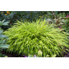 Hakonechloa 'All Gold' | Hakonechloa macra
