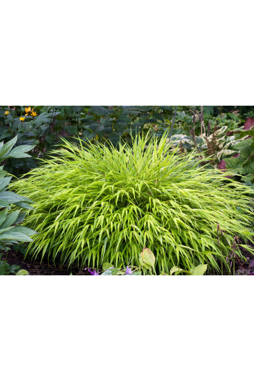 Hakonechloa 'All Gold' | Hakonechloa macra