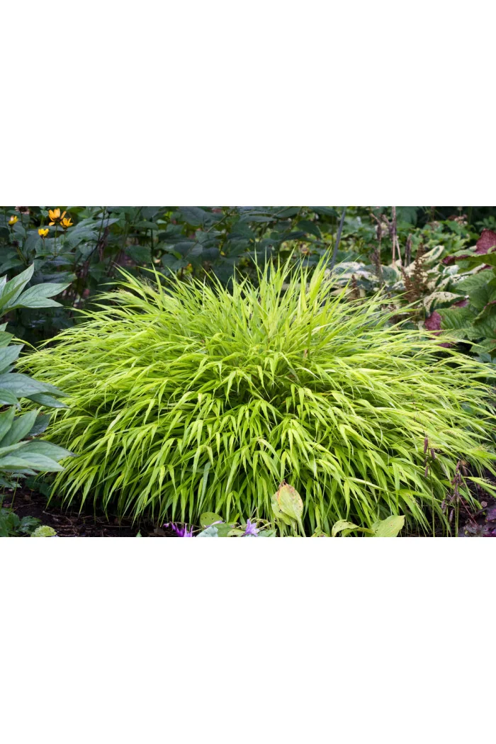 Hakonechloa 'All Gold' | Hakonechloa macra