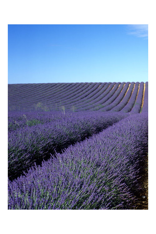 Lawenda wąskolistna | Lavandula angustifolia