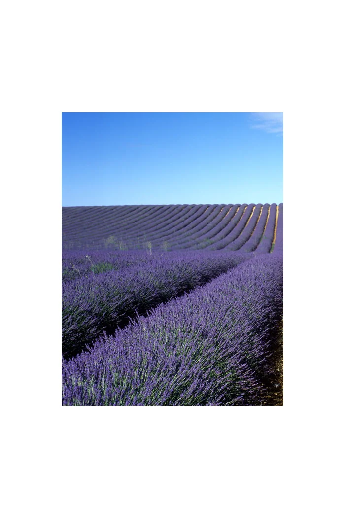 Lawenda wąskolistna | Lavandula angustifolia