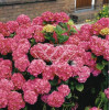 Hortensja ogrodowa 'Rotkehlchen' Hydrangea macrophylla