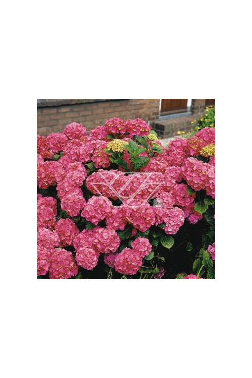 Hortensja ogrodowa 'Rotkehlchen' Hydrangea macrophylla