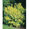 Pęcherznica kalinolistna 'Luteus' Physocarpus opulifolius