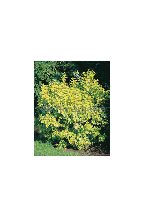 Pęcherznica kalinolistna 'Luteus' Physocarpus opulifolius