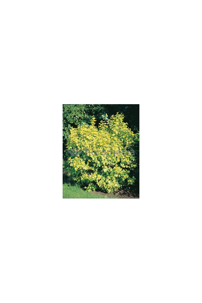 Pęcherznica kalinolistna 'Luteus' Physocarpus opulifolius