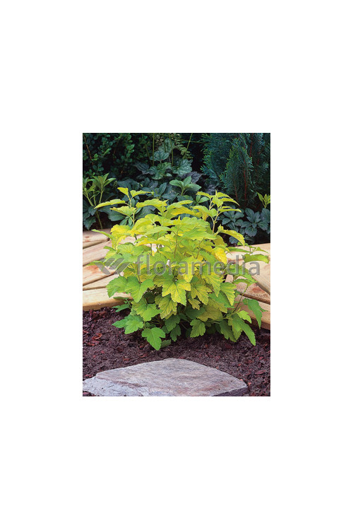 Pęcherznica kalinolistna 'Luteus' Physocarpus opulifolius