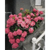 Hortensja ogrodowa 'Rotkehlchen' Hydrangea macrophylla