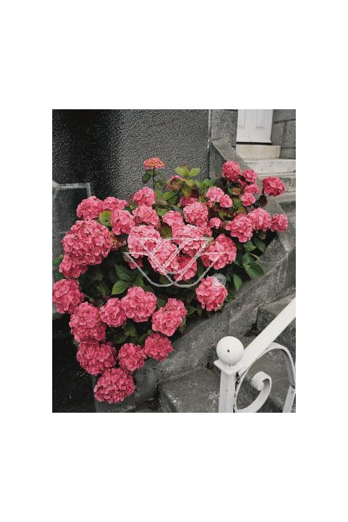 Hortensja ogrodowa 'Rotkehlchen' Hydrangea macrophylla