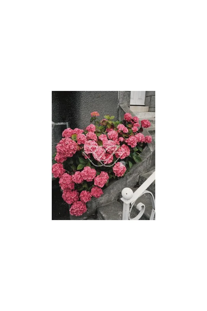 Hortensja ogrodowa 'Rotkehlchen' Hydrangea macrophylla