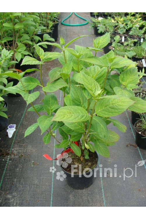 Hortensja ogrodowa 'Rotkehlchen' Hydrangea macrophylla