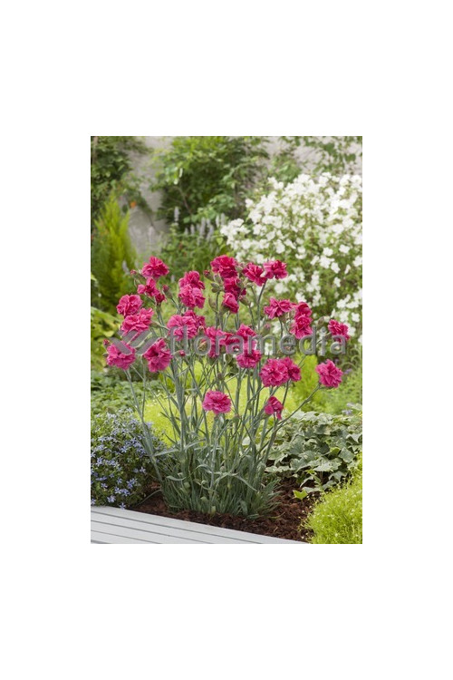 Goździk postrzępiony 'Maggie' Dianthus