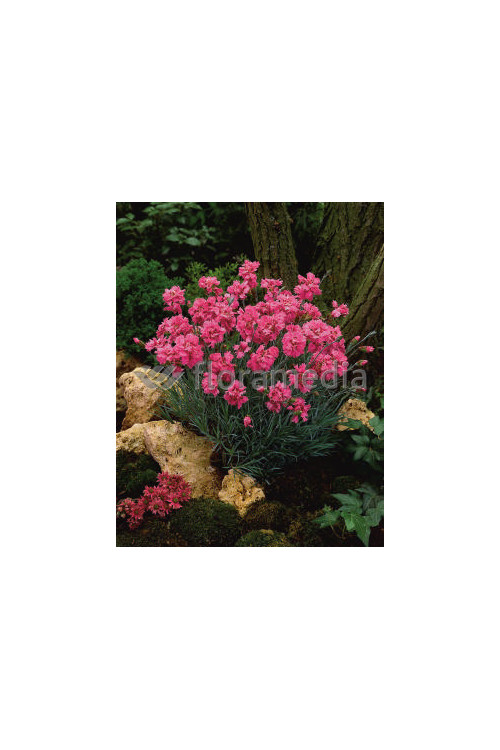 Goździk postrzępiony 'Maggie' Dianthus