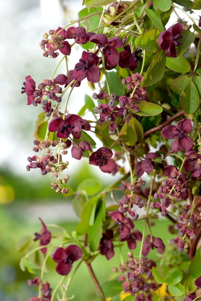 Akebia pięciolistkowa | Akebia quinata