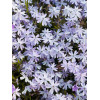 Floks szydlasty 'Emerald Cushion Blue' | Phlox subulata