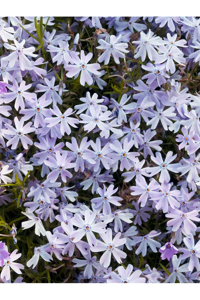Floks szydlasty 'Emerald Cushion Blue' | Phlox subulata