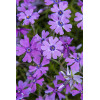 Floks szydlasty 'Purple Beauty' | Phlox subulata