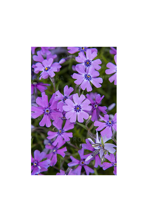 Floks szydlasty 'Purple Beauty' | Phlox subulata