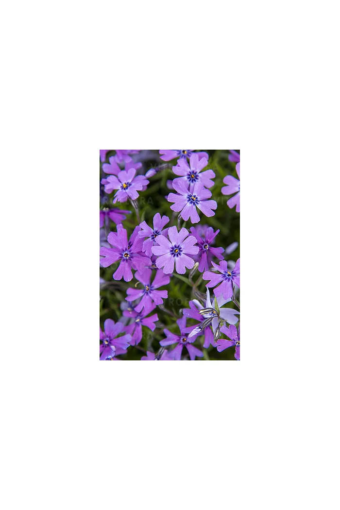 Floks szydlasty 'Purple Beauty' | Phlox subulata