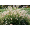 Miskant chiński 'Adagio' | Miscanthus sinensis