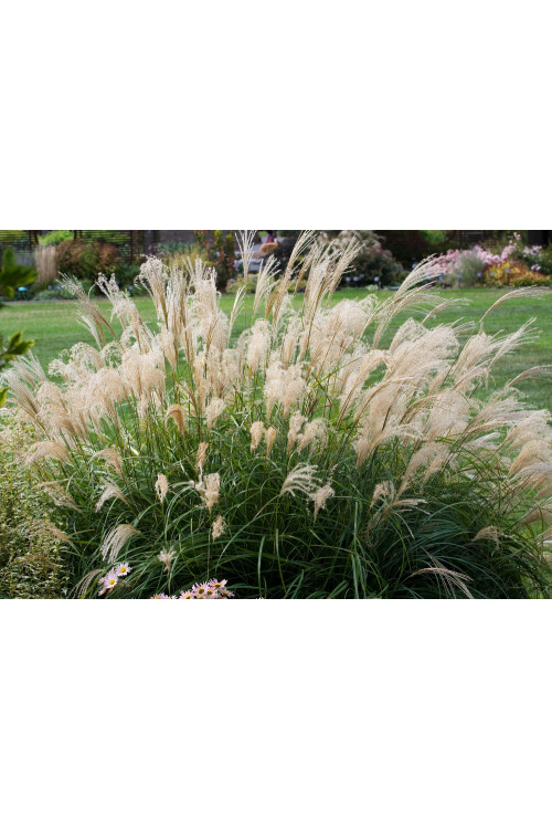 Miskant chiński 'Adagio' | Miscanthus sinensis