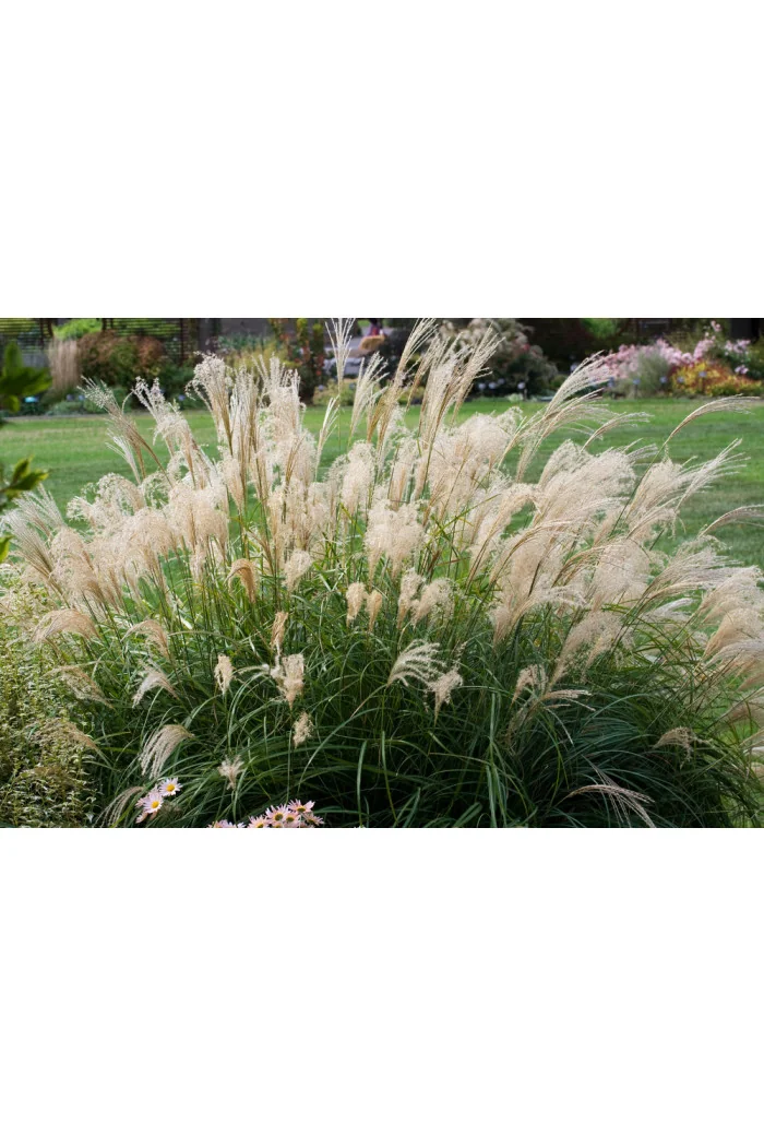 Miskant chiński 'Adagio' | Miscanthus sinensis