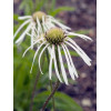 Jeżówka blada 'Hula Dancer' | Echinacea pallida