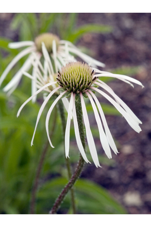 Jeżówka blada 'Hula Dancer' | Echinacea pallida