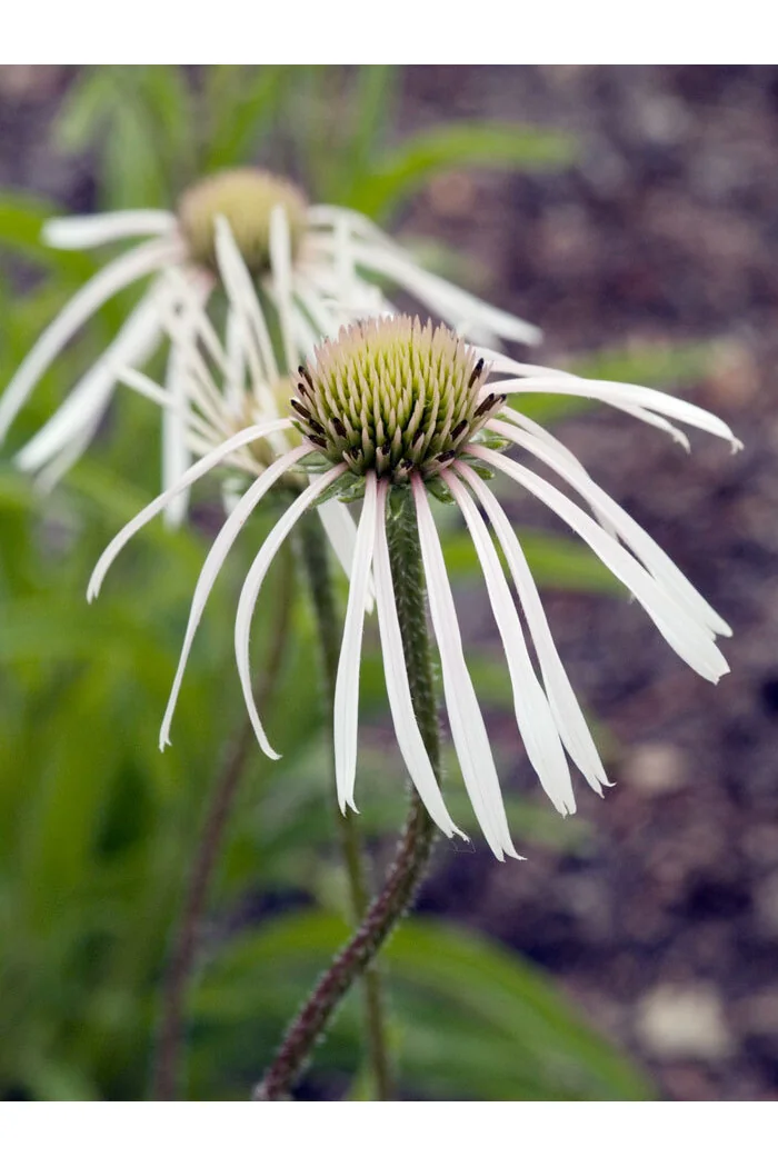 Jeżówka blada 'Hula Dancer' | Echinacea pallida