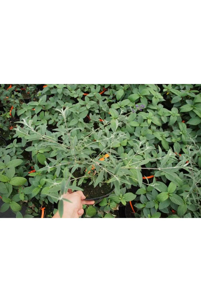 Budleja Dawida 'Nanho White' Buddleja davidii