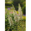 Budleja Dawida 'Nanho White' Buddleja davidii